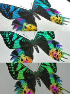Iridescent Wings